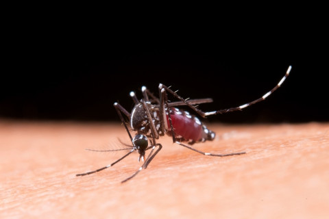🚨 Semana de Mobilização contra a Dengue começa nesta segunda! 🚨